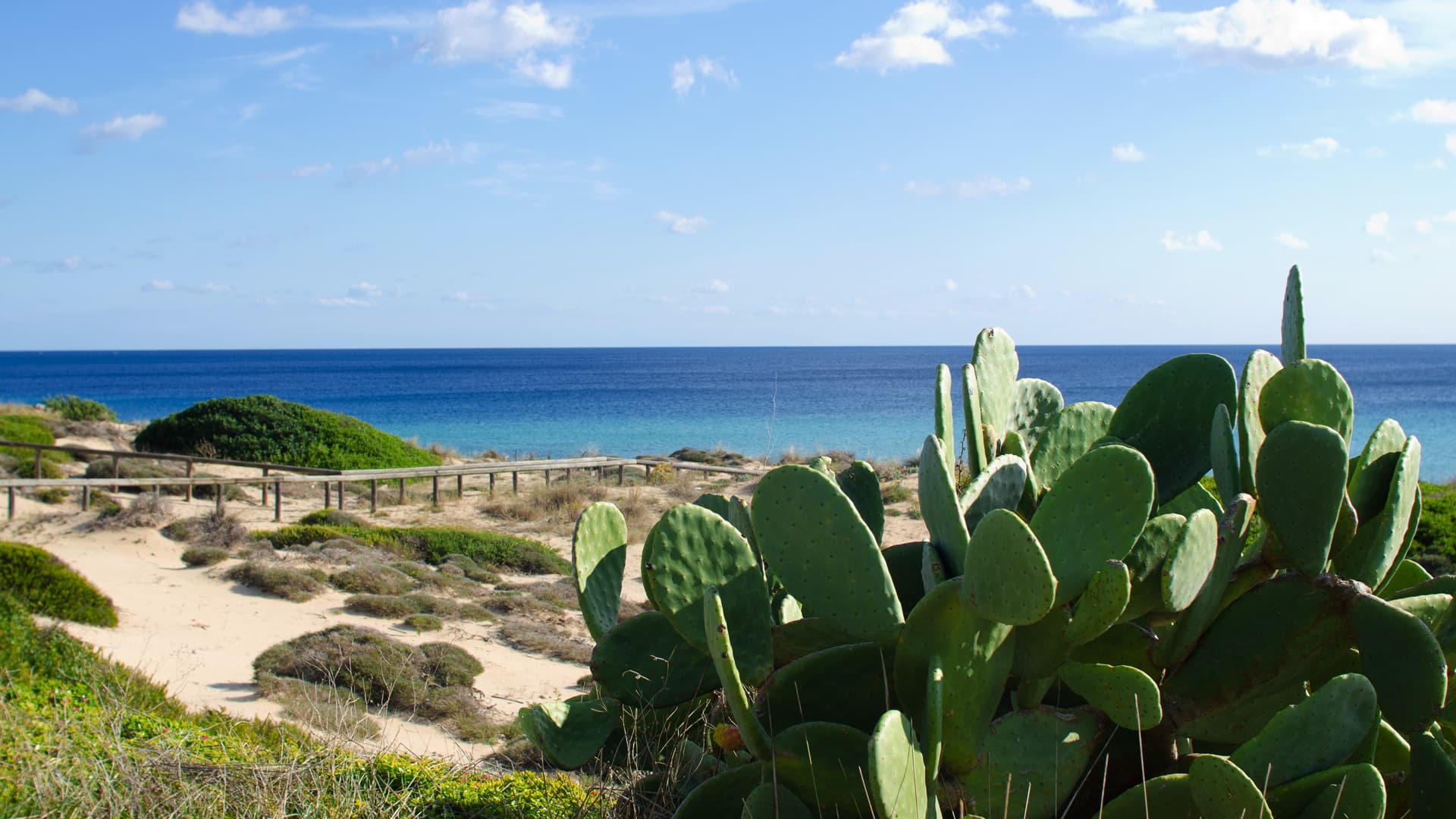 Fichi d'India sulle dune, davanti al mare