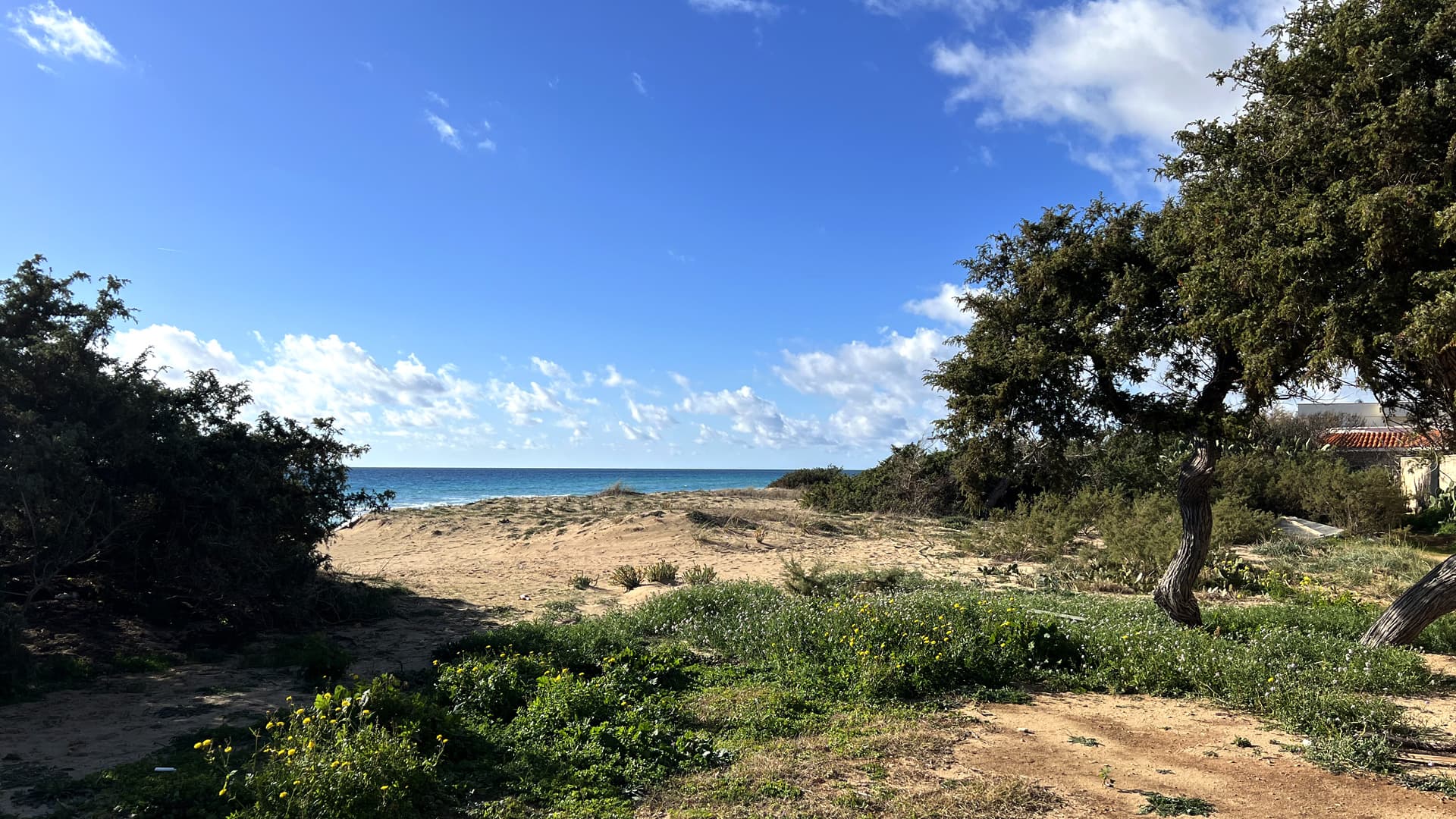 Sentiero tra le dune e gli alberi che porta al mare